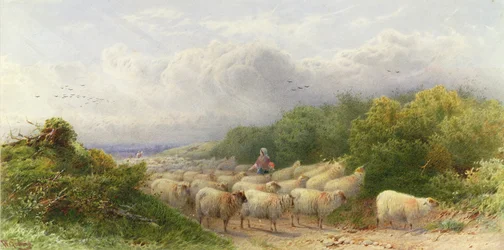 Moutons sur les Downs